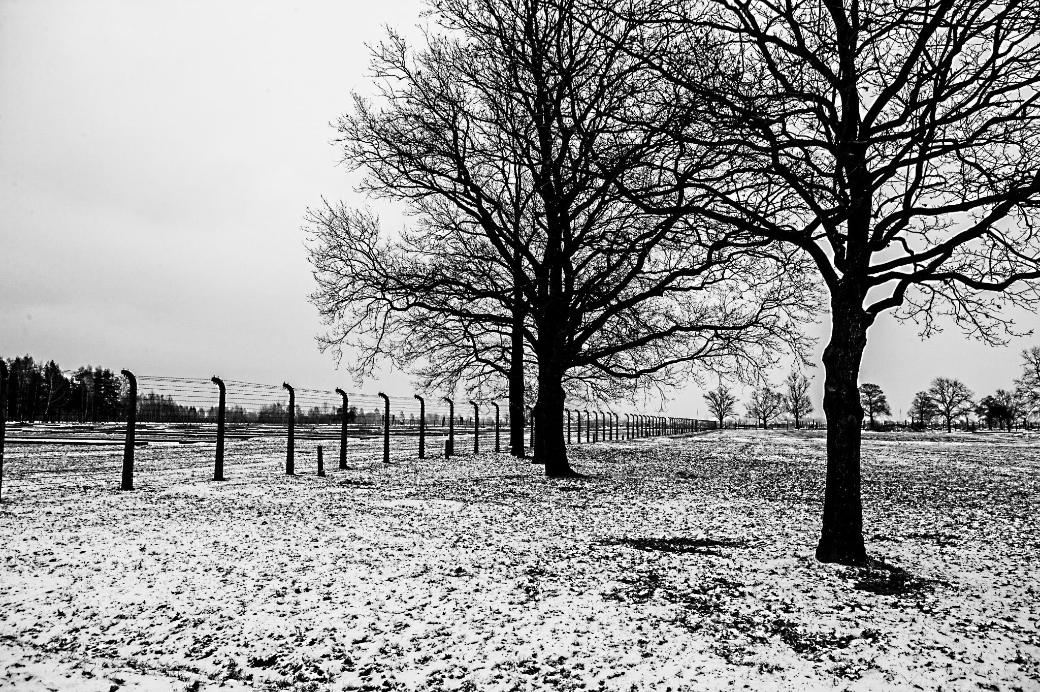  Remembering trees 
